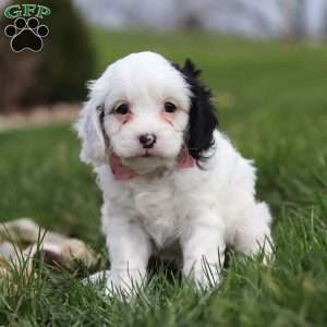 Molly, Cavapoo Puppy